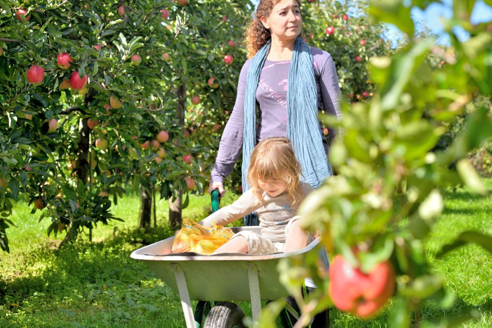 famille récoltant des fruits dans un champ de cueillette verger pommiers